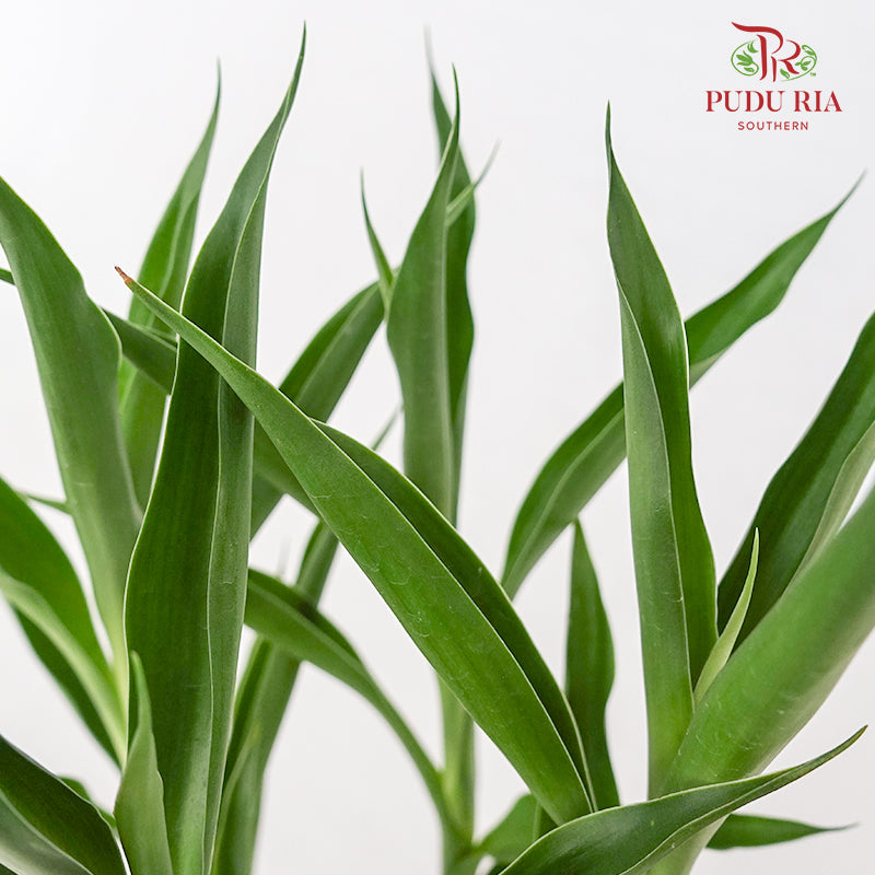 Bamboo Basket (Dracaena Sanderana)