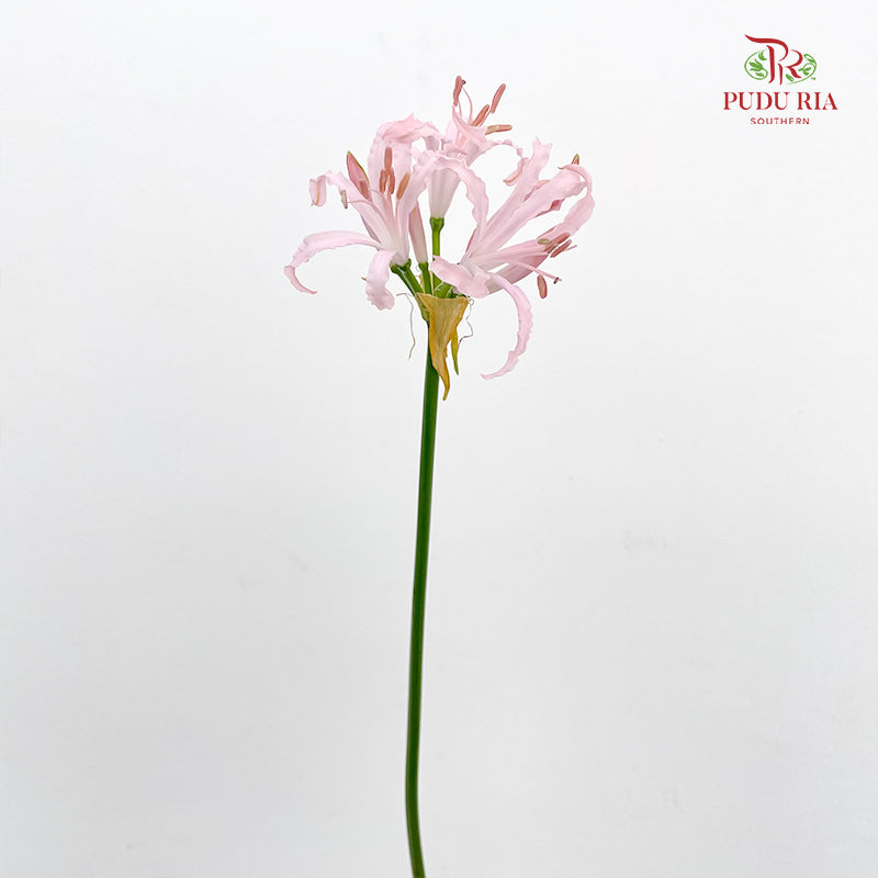 Nerine 纳丽花 - (2 Stems)