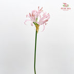 Nerine 纳丽花 - (2 Stems)
