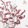 Dry Caspia - Pink
