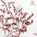 Dry Caspia - Pink