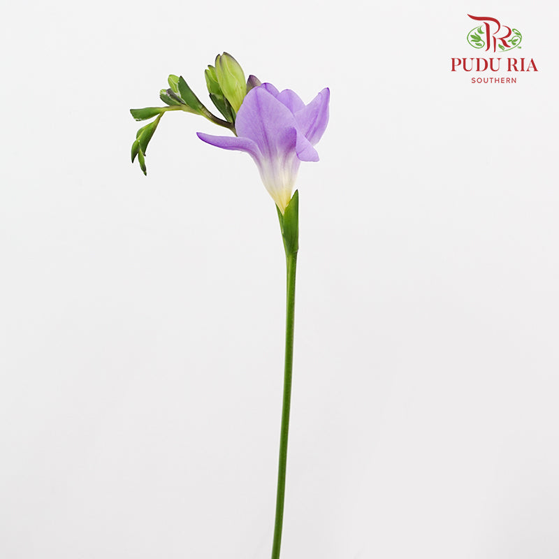 Freesia Purple - (5 Stems)