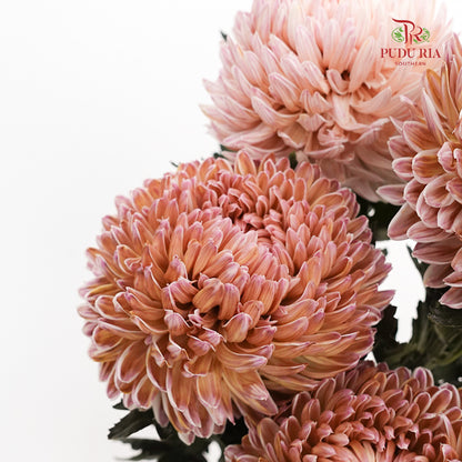 Peony Chrysanthemum Dyed Light Brown - (5 Stems)