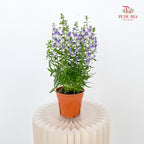 Angelonia