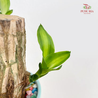 Dracaena Tree Head With Pot (7-8CM)