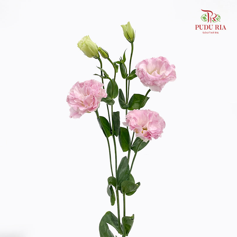 Eustoma Pink 洋桔梗 - (12-15 Stems)