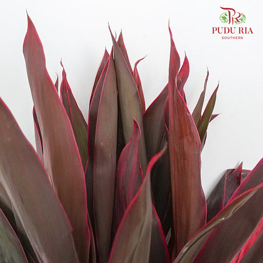 Snow Red (Cordyline Red) - Per Pack - Pudu Ria Florist Southern