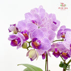 Phalaenopsis Orchid Purple Line Mini