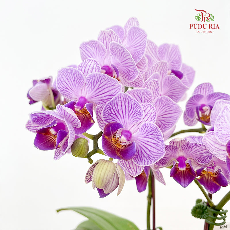 Phalaenopsis Orchid Purple Line Mini