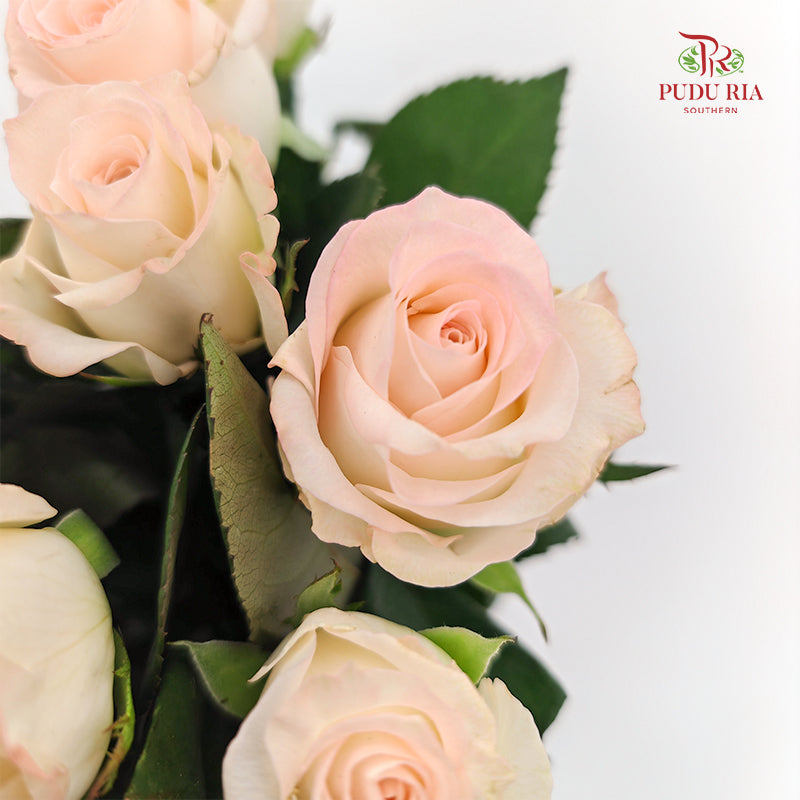 Rose Little Bunny  - (8-10 Stems)