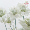 Dry Safflower - Soft Mint