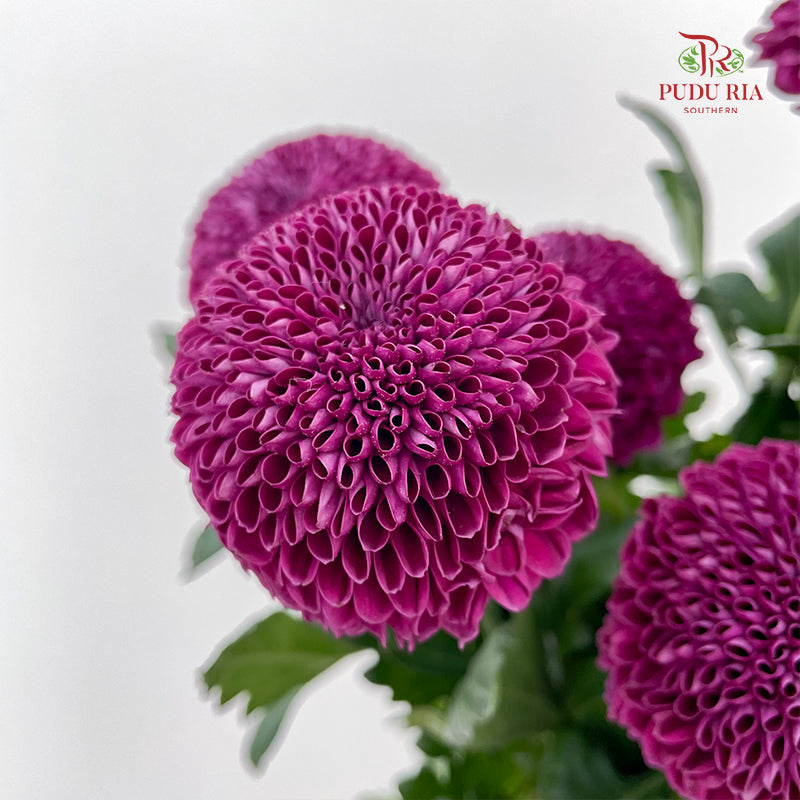 Chrysanthemum Ping Pong Purple - (10 Stems)
