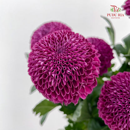 Chrysanthemum Ping Pong Purple - (10 Stems)