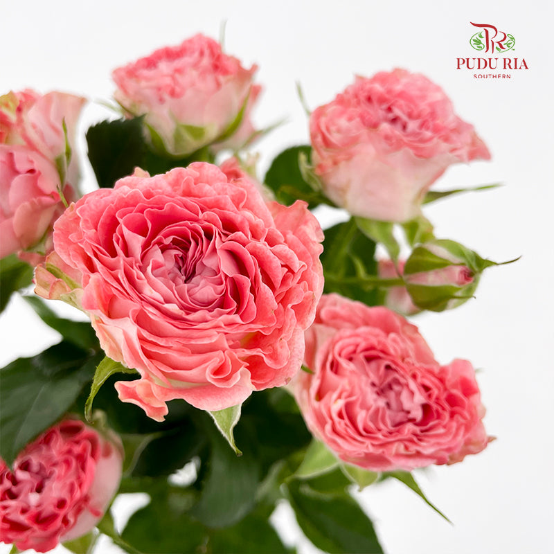 Rose Spray Fairy - (8-10 Stems)