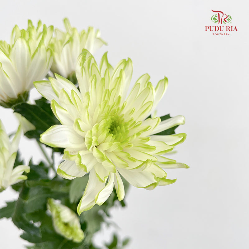 Chrysanthemum Pompom Green 1 - (10-12 Stems)