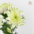 Chrysanthemum Pompom Green 1 - (10-12 Stems)