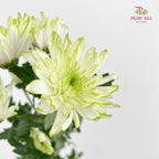 Chrysanthemum Pompom Green 1 - (10-12 Stems)
