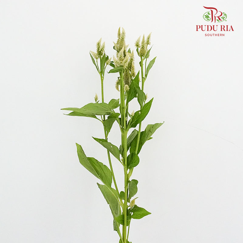 Celosia Spray White (Per Bundle) - Pudu Ria Florist Southern