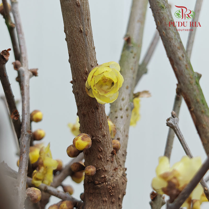 Wintersweet 腊梅