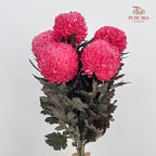 Peony Chrysanthemum Dyed Pink 牡丹菊 - (5 Stems)