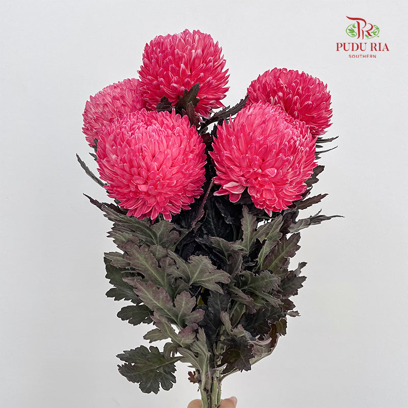 Peony Chrysanthemum Dyed Pink 牡丹菊 - (5 Stems)