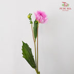 Dahlia Light Purple - (Per Bunch) - Pudu Ria Florist Southern