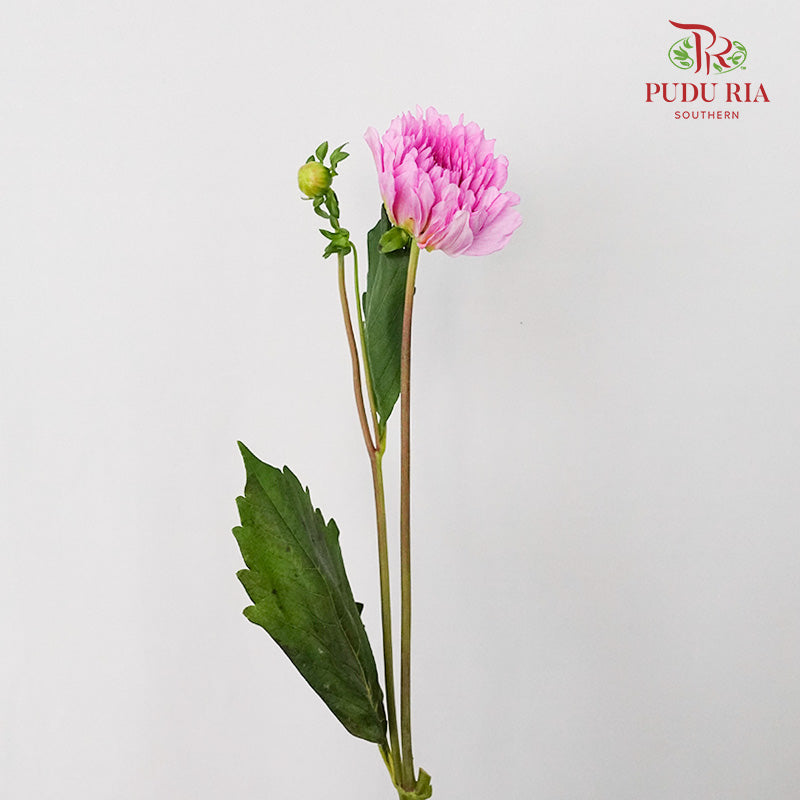 Dahlia Light Purple - (Per Bunch) - Pudu Ria Florist Southern