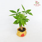 CNY Potted Plant Arrangement 2024#22