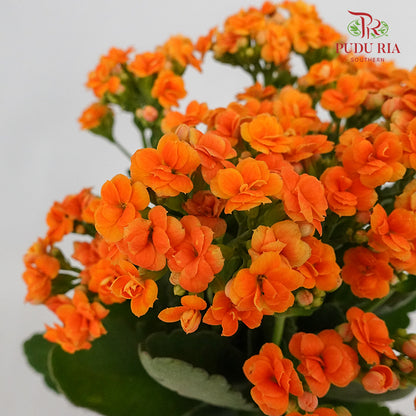 Kalanchoe 万紫千红