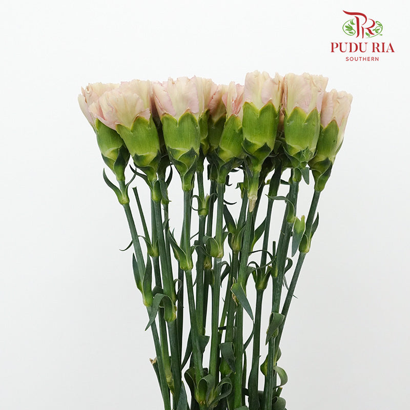 Carnation St Princess Tasha 18-20 Stems - Pudu Ria Florist Southern