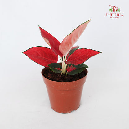 Aglaonema Eastern Red