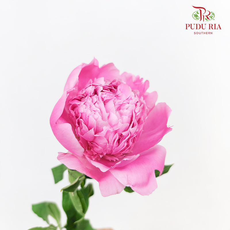 Peony Pink 芍药 - (5 Stems)
