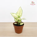 Aglaonema Super White