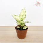Aglaonema Super White