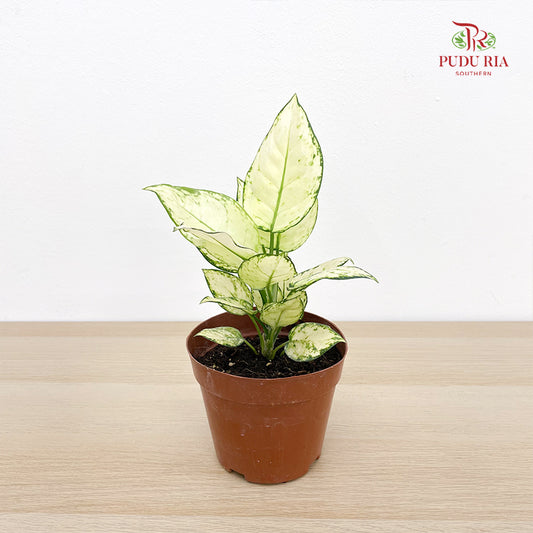 Aglaonema Super White