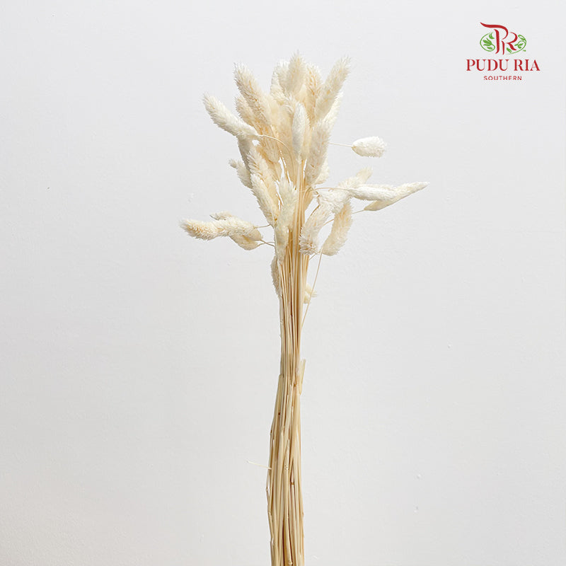 Dry Phalaris - White