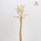 Dry Phalaris - White