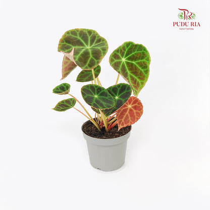 Begonia - Goegoensis