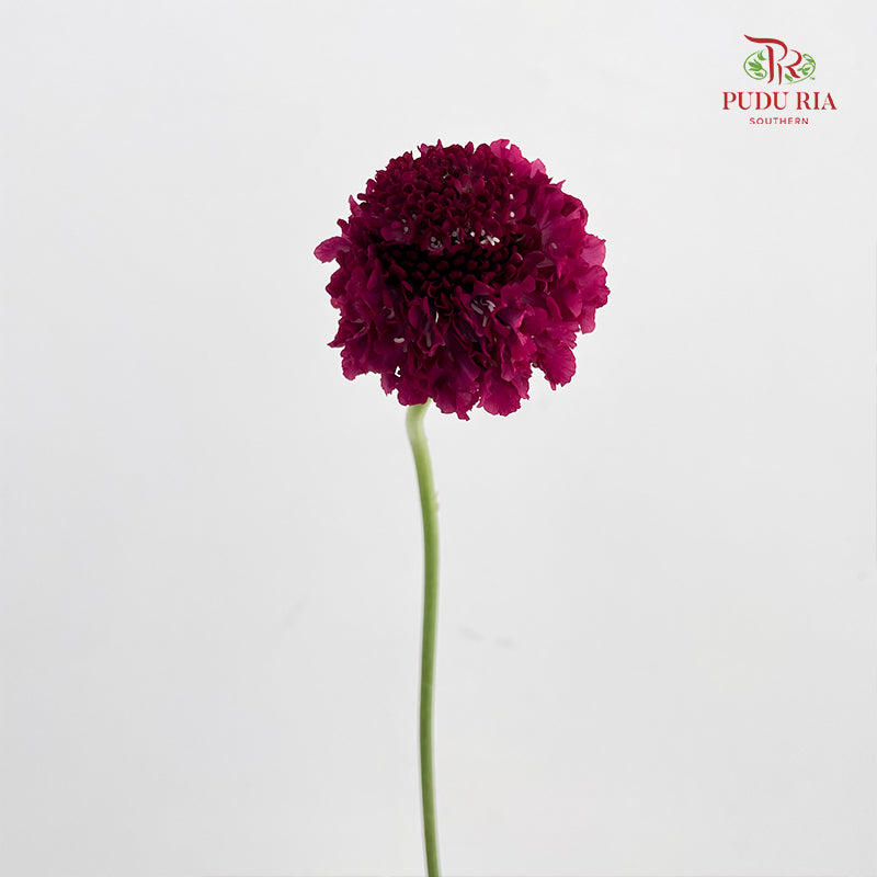 Scabiosa Colour Red 蓝盆花 - (Per Bundle)