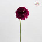 Scabiosa Colour Red 蓝盆花 - (Per Bundle)
