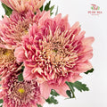 Net Mum Chrysanthemum Dark Pink 深粉色网菊 - (5-6 Stems)