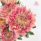 Net Mum Chrysanthemum Dark Pink 深粉色网菊 - (5-6 Stems)