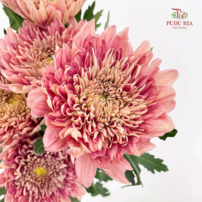 Net Mum Chrysanthemum Dark Pink 深粉色网菊 - (5-6 Stems)