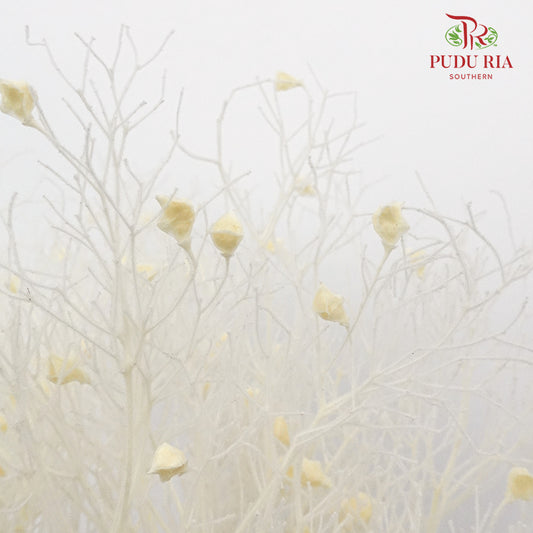 Dry Dream Grass White - Pudu Ria Florist Southern