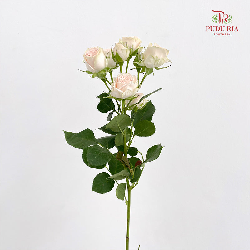 Rose Spray Roslin - (8-10 Stems)