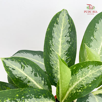Aglaonema White Rain P21