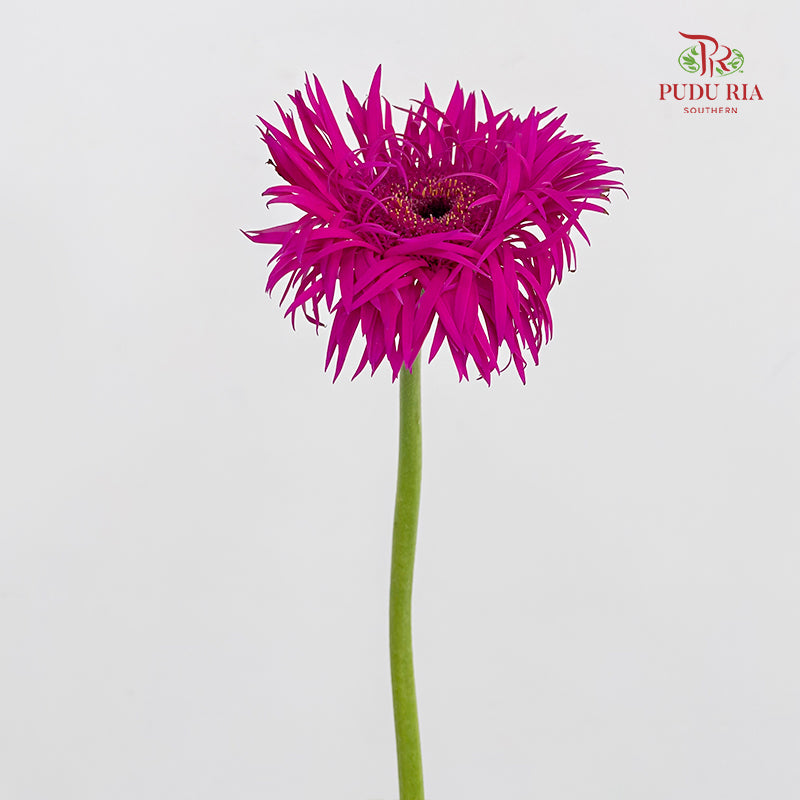 Gerbera Spider Nola - (5 Stems)