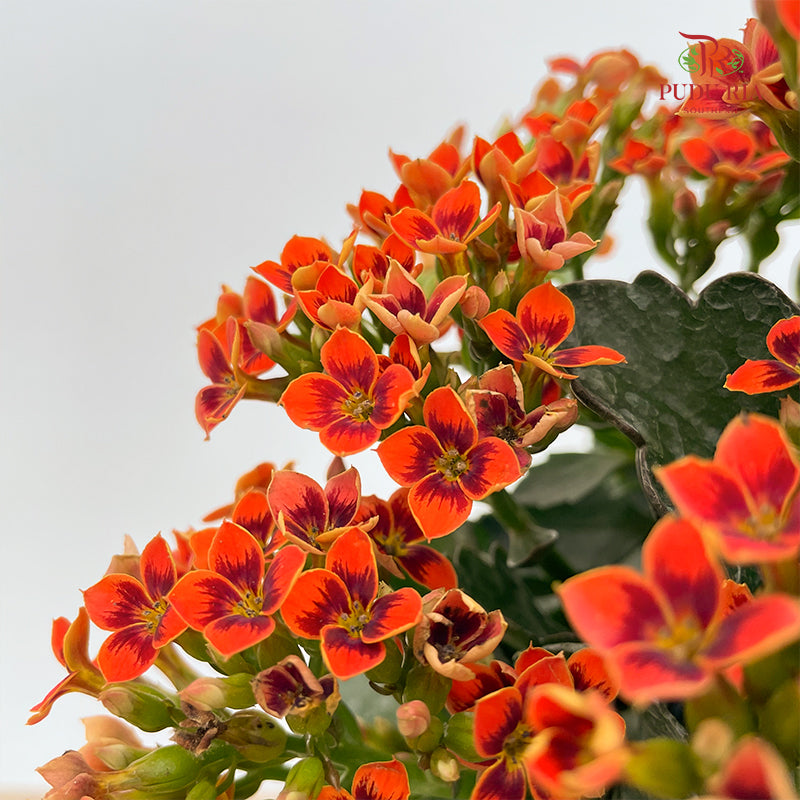 Kalanchoe Mixed (M)