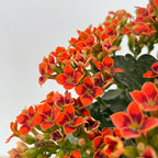 Kalanchoe Mixed (M)