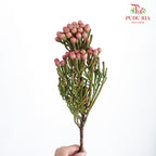 Brunia Red - 5 Stems - Pudu Ria Florist Southern